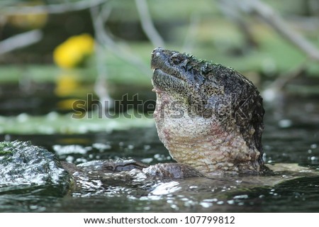 Male Common Snapping Turtle (Chelydra serpentina) Mating with its Head Out of the Water - Ontario, Canada