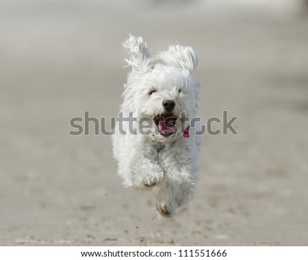 Small White Dog Running on Beach Small White Cockapoo is Airborne as it Runs For Joy on a Sandy Beach - Lake Huron, Ontario