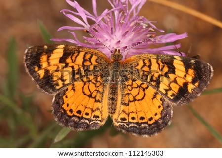 Pearly Crescentspot (Phyciodes tharos) Butterfly Obtaining Nectar From a Rough Blazing Star (Liatris aspera) - Pinery Provincial Park, Ontario, Canada