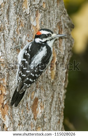 Male Hairy Woodpecker (Picoides villosus) on the trunk of a Red Pine Tree - Grand Bend, Ontario, Canada