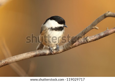 Black-capped Chickadee (Poecile atricapillus) Perched on a Branch - Grand Bend, Ontario, Canada