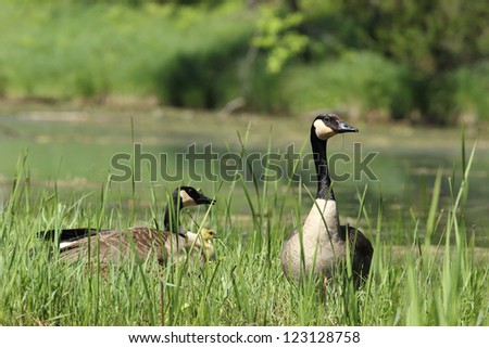 Canada Geese (Branta Canadensis) Parents and Gosling hiding in tall vegetation - Pinery Provincial Park, Ontario, Canada