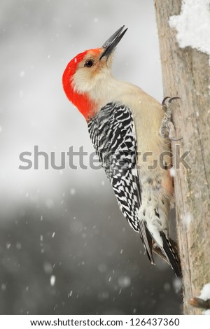 Male Red-bellied Woodpecker (Melanerpes carolinus) on a dead pine tree with snow falling - Grand Bend, Ontario