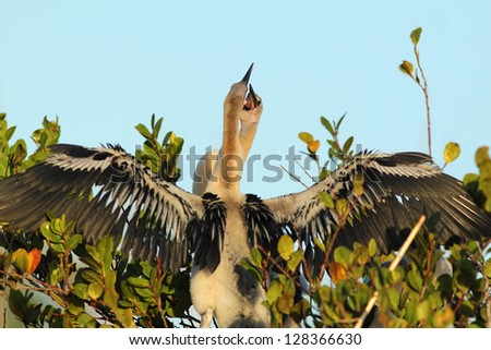 Sibling Rivalry in Anhinga Nestlings - Everglades National Park, Florida