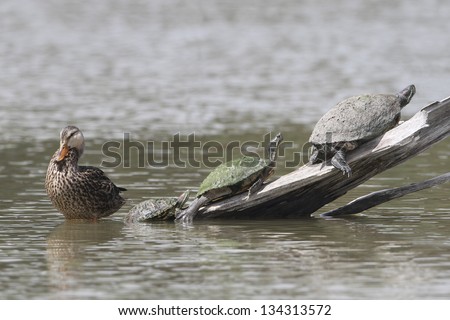 Female Northern Mallard (Anas platyrhynchos) and  three turtles on a partially submerged log - Texas