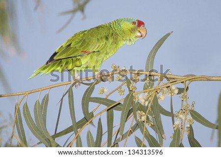 Red-crowned Parrot (Amazona viridigenalis) perched in a tree- Brownsville, Texas