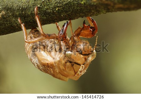 Cicada Exoskeleton - Pinery Provincial Park, ON