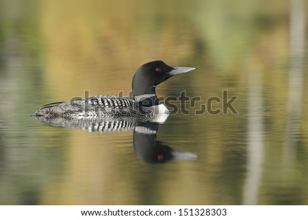 Common Loon (Gavia immer) with Autumn Colors Reflecting in Water- Haliburton, Ontario