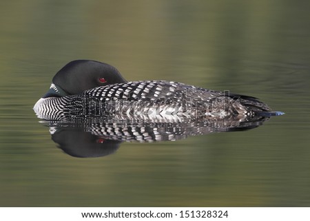 Common Loon (Gavias immer) Resting on the Water with One Eye Open - Haliburton, Ontario