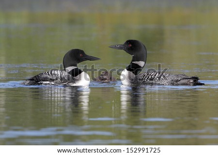 Pair of Common Loons (Gavia immer) Keeping Watch Over Their Baby - Haliburton, Ontario