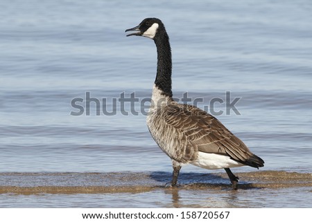 Canada Goose (Branta canadensis) Wading in Shallow Water - Lake Huron, Ontario