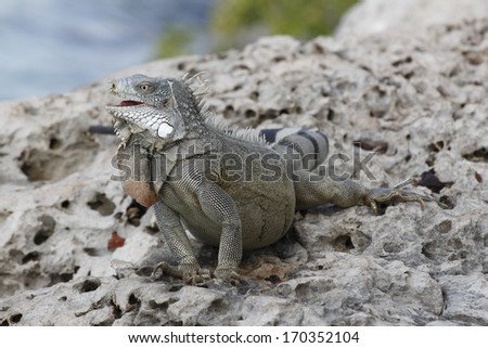 Iguana Perched on a Rocky Sea Wall Overlooking the Caribbean Sea - Bonaire
