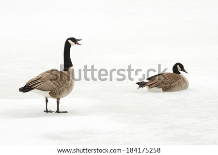 Pair of Canada Geese (Branta canadensis) on an Ice Covered River - Ontario, Canada
