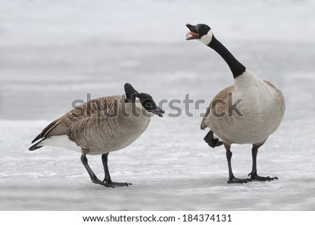 Canada Geese (Branta canadensis) Defending Their Territory on a Frozen River - Ontario, Canada
