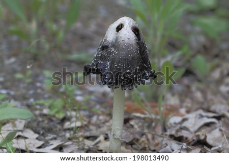 Inky Cap Fungus (Coprinopsis atramentaria)- Grand Bend, Ontario