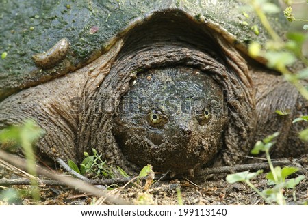 Closeup of Female Snapping Turtle (Chelydras serpentina) - Ontario, Canada