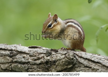 Eastern Chipmunk (Tamias striatus) Perched on its Hind Legs on a Log