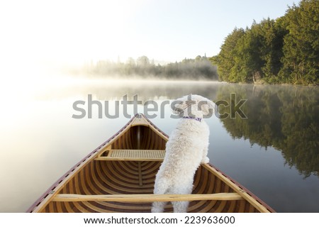 Small White Dog Navigating From the Bow of a Canoe on a Misty Lake - Ontario, Canada