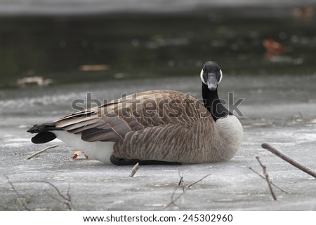 Canada Goose (Branta canadensis) Resting on Frozen River - Ontario, Canada