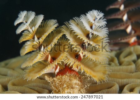 Closeup of a Christmas Tree Worm burrowed into a Brain Coral - Roatan, Honduras