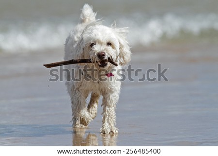 White Cockapoo Dog Carrying a Stick at the Beach - Lake Huron, Canada