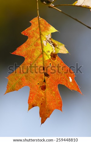 Red Oak Leaf (Quercus rubra) in Autumn - Ontario, Canada
