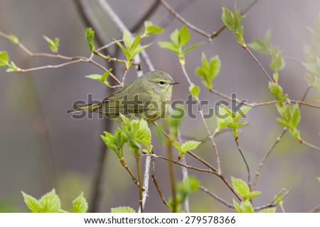 Orange-crowned Warbler (Oreothlypis celata) perched in a tree during spring migration in early May - Grand Bend Ontario, Canada