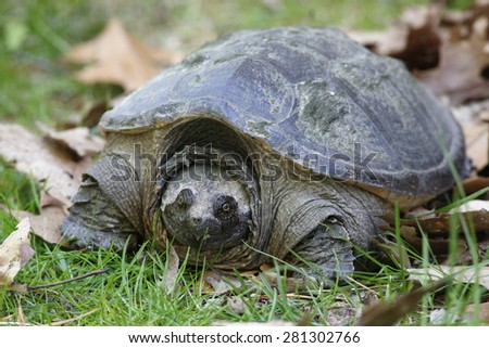 Female Common Snapping Turtle (Chelydra serpentina) looking for a place to lay her eggs - Ontario, Canada