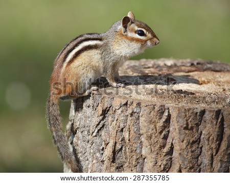 Eastern Chipmunk (Tamias striatus) sitting on a tree stump at a campsite - Pinery Provincial Park, Ontario, Canada