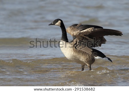 Canada Goose (Branta canadensis) Stretching its Wings on a Lake Huron Beach - Grand Bend, Ontario