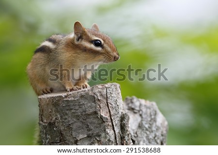 Eastern Chipmunk (Tamias striatus) sitting on a tree stump - Ontario, Canada