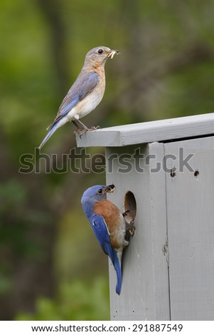Male and Female Eastern Bluebirds (Sialia sialis) at Nestbox with Insects in their Beaks - Ontario, Canada