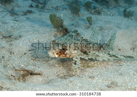 Flying Gurnard (Dactylopterus volitans) resting on a sandy bottom - Bonaire, Netherlands Antilles