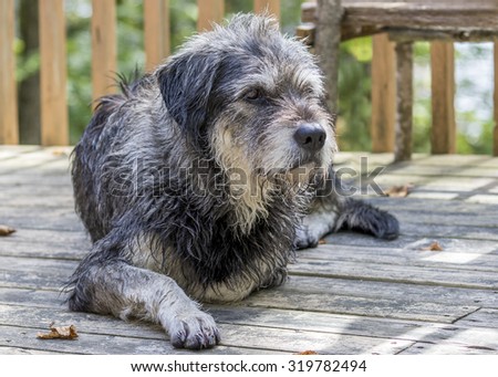 A large gray shaggy-haired mixed-breed dog takes a rest on a wooden deck after a busy day at the cottage - Haliburton, Ontario, Canada