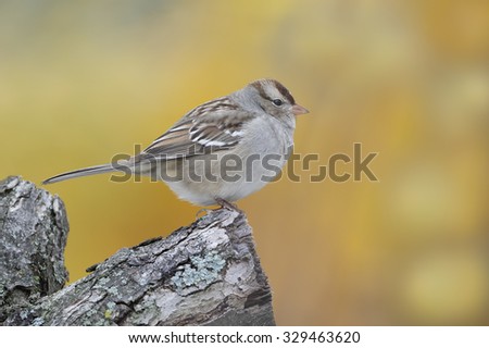 First-year White-crowned Sparrow (Zonotrichia leucophrys) perched on a branch with a background of fall colors - Grand Bend, Ontario, Canada