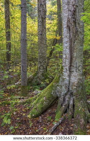 Yellow Birch Trunk in a Forest in Early Autumn - Algonquin Provincial Park, Ontario, Canada