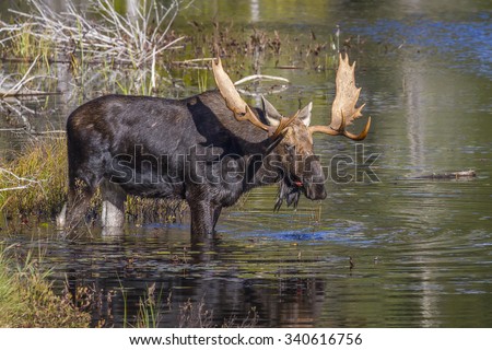 Large Bull Moose (Alces alces) Feeding on Water Lilies Near the Shore of a Lake in Autumn - Algonquin Provincial Park, Ontario, Caanda