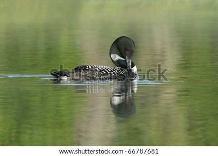 common loon drawing. wallpaper Immature Common Loon