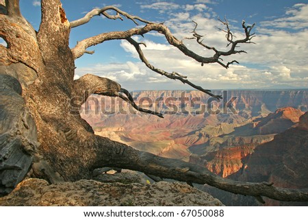 gnarled pine