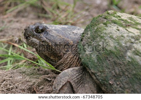 Closeup of Common Snapping turtle head (Chelydra serpentina)