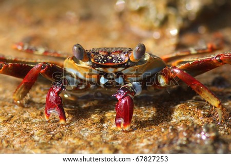 Red Rock Crab (Grapsus grapsus) drinking from a puddle of water - Bonaire, Netherlands Antilles