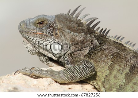 Green Iguana (Iguana iguana) basking on a rock - Bonaire, Netherlands Antilles