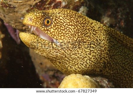 Goldentail Moray (Gymnothorax miliaris) - Bonaire, Netherlands Antilles