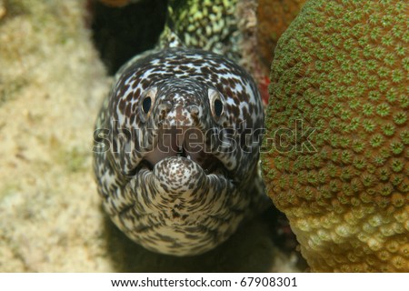 Spotted Moray (Gymnothorax moringa) - Bonaire, Netherlands Antilles