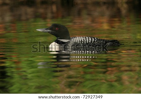 common loon in flight. stock photo : Common Loon