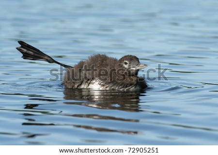 Common Loon Chick (Gavia immer) Stretching its Webbed Foot in the Air - Haliburton Highlands, Ontario, Canada
