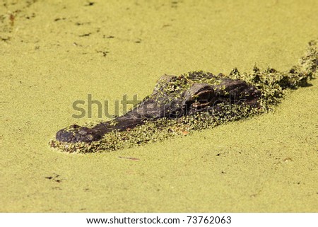 Closeup of American Alligator (Alligator mississippiensis) and Duckweed - Okefenokee Swamp Wildlife Refuge, Georgia