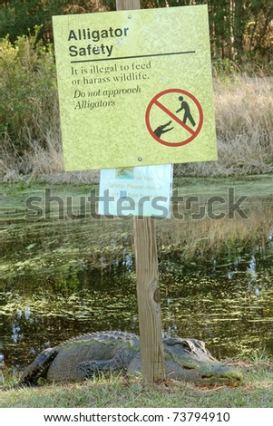 Okefenokee swamp essay prompt