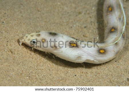 Goldspotted eel (Myrichthys ocellatus) - Bonaire, Netherlands Antilles