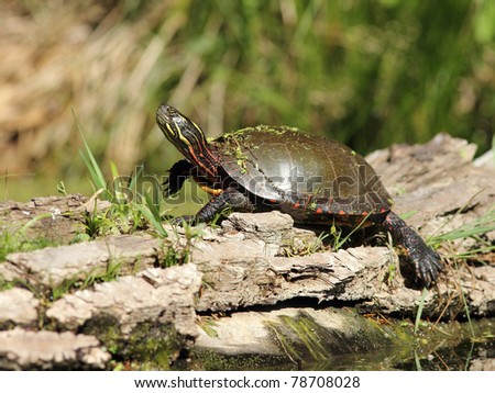 Painted Turtles Basking on a Log - Old Ausable Channel,  Pinery Provincial Park, Ontario, Canada